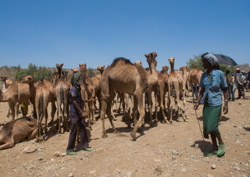 Man presenting his camels for sale in the camel market, Oromo, Sambate, Ethiopia