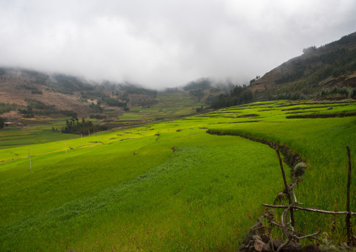 Green rice terraces, Amhara region, Lalibela, Ethiopia