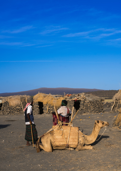 Afar tribe men loading a camel in front of a hut before climbing to erta ale, Afar region, Erta ale, Ethiopia