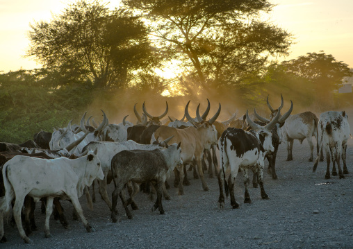 Herd of cows on a dusty track in the sunset, Afar region, Afambo, Ethiopia