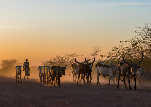 Afar tribe herder with his cows at sunset, Afar region, Afambo, Ethiopia