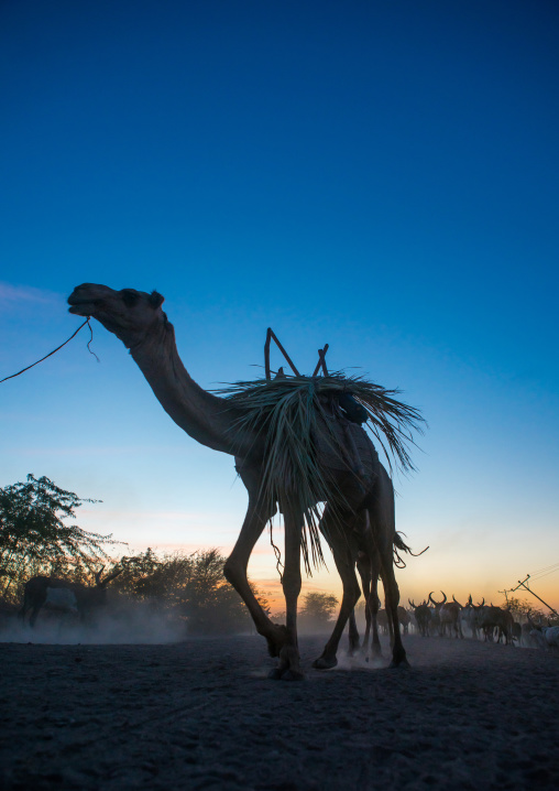Camel caravan in danakil desert at sunset, Afar region, Afambo, Ethiopia