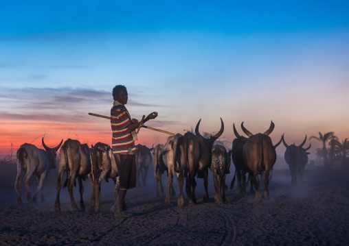 Silhouette of an afar tribe man with his cows at sunset, Afar region, Afambo, Ethiopia
