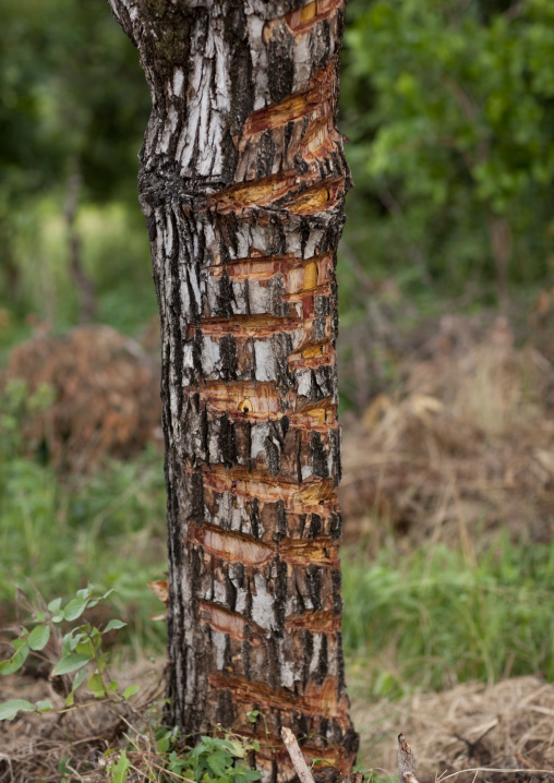 Trunk of a tree used as a calendar for donga stick fighting sessions, Tulgit, Omo valley, Ethiopia