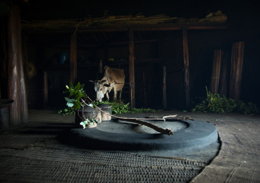 Cow inside a Gurage traditional house, Gurage Zone, Butajira, Ethiopia