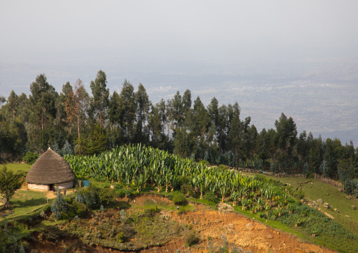 Gurage house in the mountain, Gurage Zone, Butajira, Ethiopia