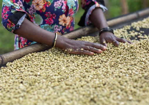 Ethiopian women drying coffee beans in a farm, Oromia, Shishinda, Ethiopia