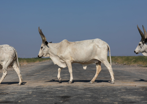 Cows crossing a road, Afar region, Semera, Ethiopia