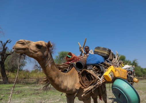 Afar children on a camel caravan, Afar region, Semera, Ethiopia