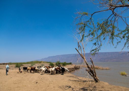 Cattle going to drink in afambo lake, Afar Region, Afambo, Ethiopia