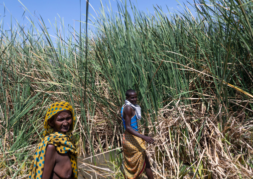Afar people collecting reeds to make mats, Afar Region, Afambo, Ethiopia