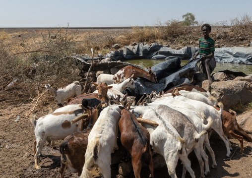 Somali boy giving water to its goats, Afar Region, Gewane, Ethiopia