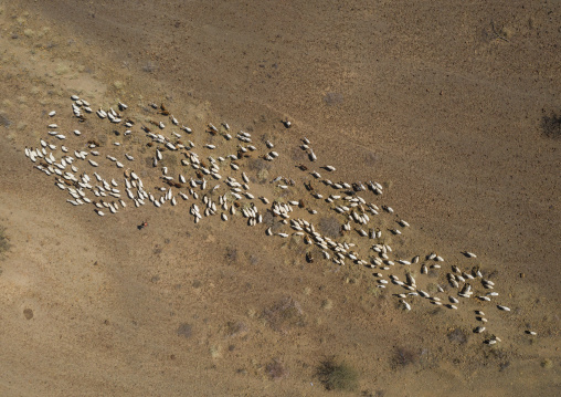 Aerial view of a flock of sheep in an arid area, Afar Region, Gewane, Ethiopia