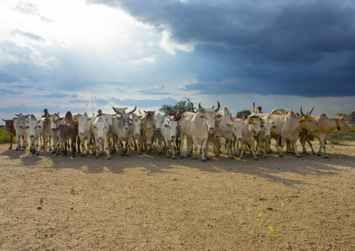 Hamar Tribe Cattle At Bull Jumping Ceremony, Turmi, Omo Valley, Ethiopia
