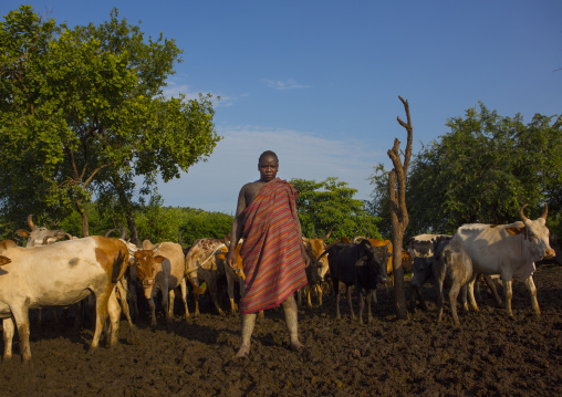 Bodi Tribe Man And Cattle, Hana Mursi, Omo Valley, Ethiopia