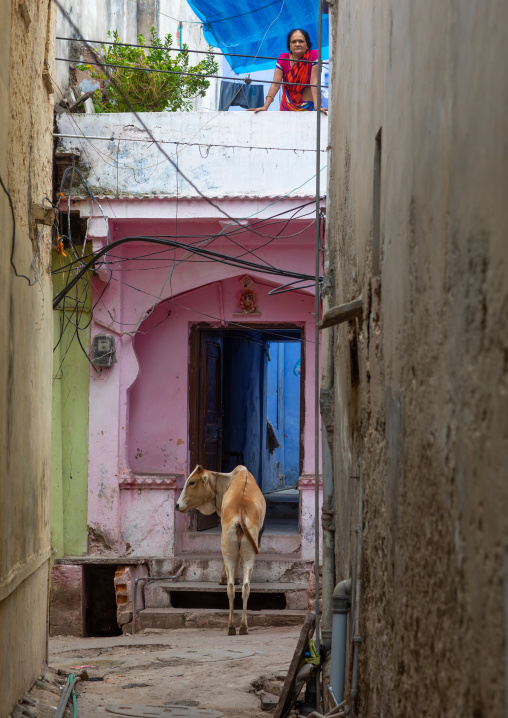 Cow at the entrance of an old house, Rajasthan, Bundi, India