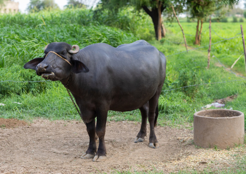 Swamp buffalo in a farm, Rajasthan, Baswa, India