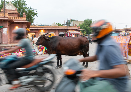 Cow standing in the middle of the street in the traffic of motorbikes, Rajasthan, Jodhpur, India