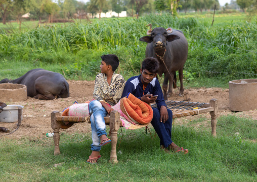 Indian children sit on a bed in front of swamp buffaloes, Rajasthan, Baswa, India