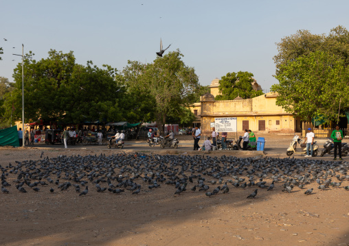 Pigeons on a town square, Rajasthan, Jaipur, India