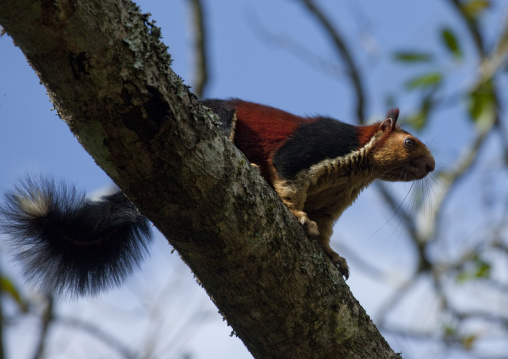 Giant Red And Black Squirrel On A Branch, Periyar, India