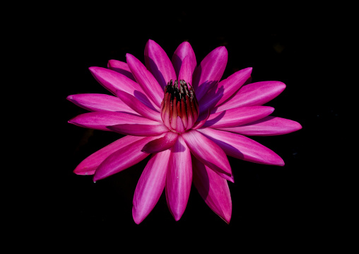 Lotus Flower, Alleppey, India