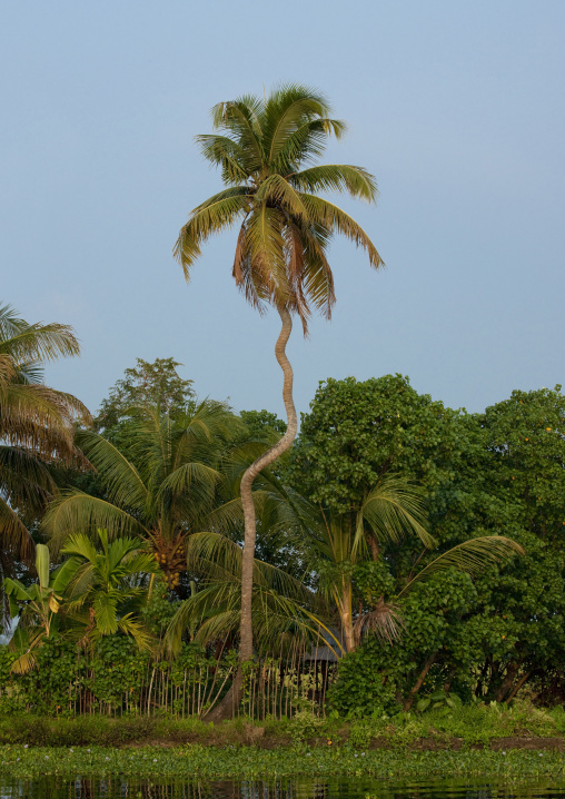 Twisted Palm Trees In Backwaters Of Kerala, Alleppey, India