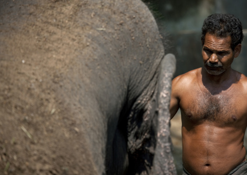 Man In Front Of A Elephant During Bath Time, Kochi, India