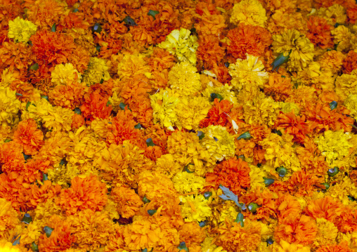Cut Fowers At Flower Market, Pondicherry, India