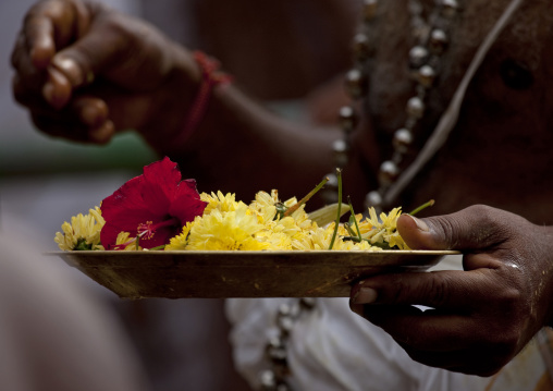 Priest Holding A Plate Full Of Flowers During Masi Magam Festival  In Pondicherry, India