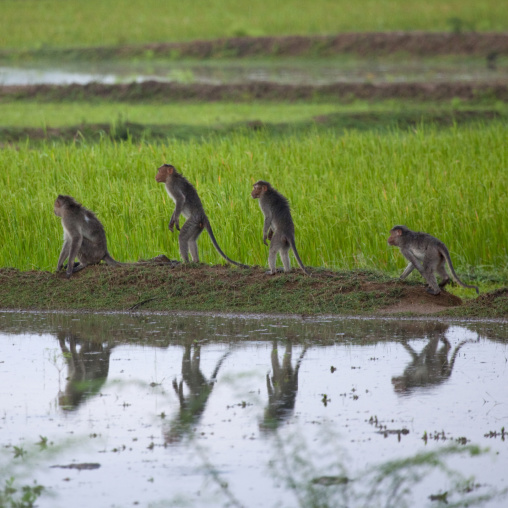 Group Of Monkeys In Single File, Thanjavur, India