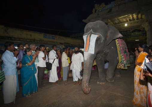 Indian People Praying In Front Of A Decorated Elephant With Vaishnava Tilak On Its Forehead During A Ritual In The Sri Ranganathaswamy Temple, Trichy, India