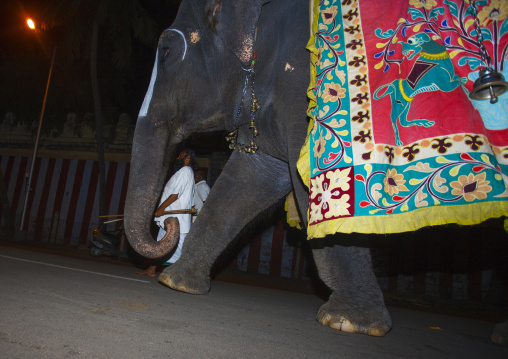 Decorated Elephant With Its Cornacs Approaching From The Sri Ranganathaswamy Temple For A Ceremony, Trichy, India