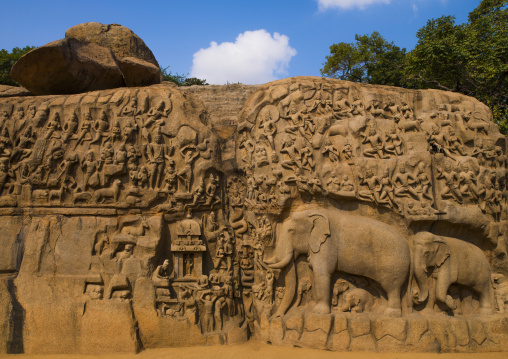 Carvings Of Elephants On Carved Wall Called Arjuna's Penance, Mahabalipuram, India