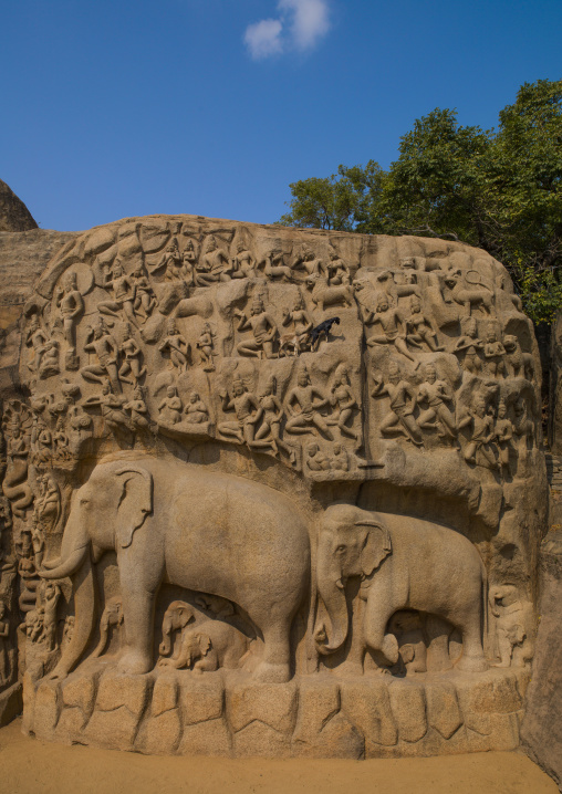 Carving Of An Elephant On Bas-relief Called Arjuna's Penance, Mahabalipuram, India