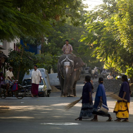 Elephant Wearing Traditional Painting On Its Forehead Crossing A Street Wiht Man On Its Back, Pondicherry, India