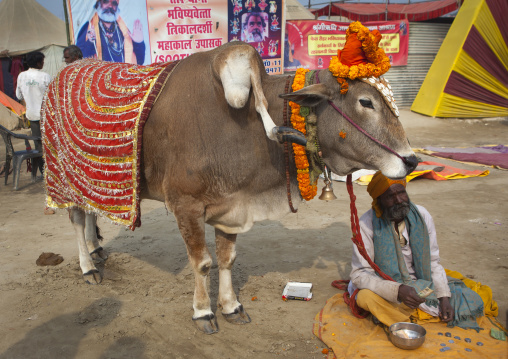 Sacred Cow With Five Legs, Maha Kumbh Mela, Allahabad, India