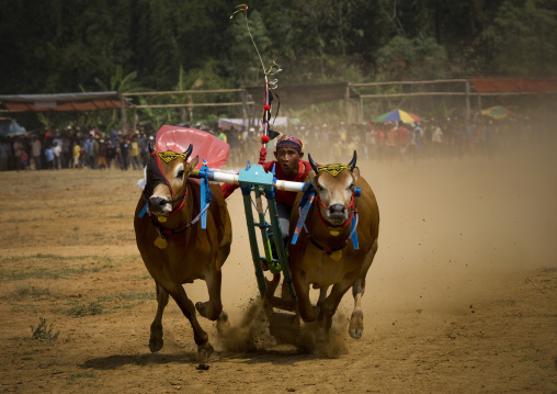 Bul races in madura island, Java  indonesia