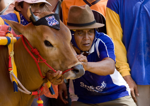 Bull races in madura island, Java  indonesia