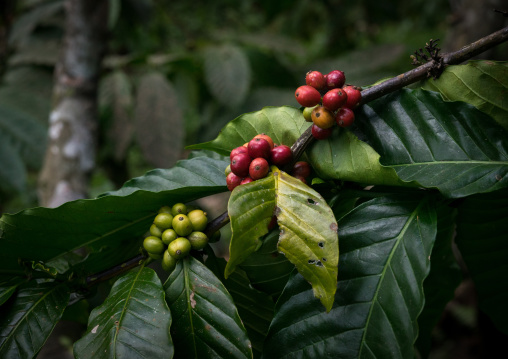 Coffee Beans On Plantation