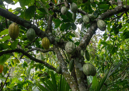 Cocoa Plants With Fruit Growing