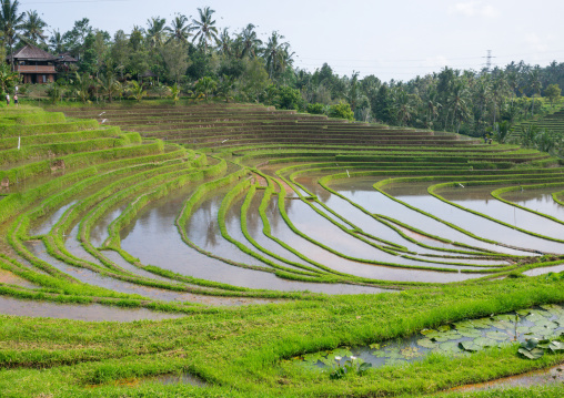 The Terraced Rice Fields