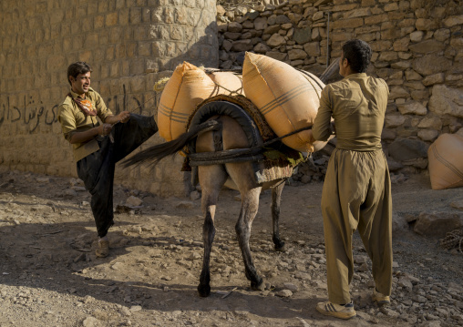 Men Charging A Donkey In The Old Kurdish Village Of Palangan, Iran