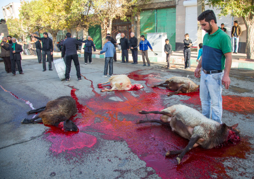Shiite Muslim Men Standing In The Blood Of A Ritually Slaughtered Sheep On Ashura, The Day Of The Death Of Imam Hussein, Kurdistan Province, Bijar, Iran
