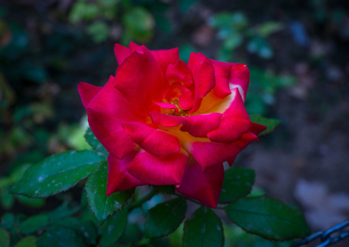 Red Rose Flower In Fin Garden, Isfahan Province, Kashan, Iran
