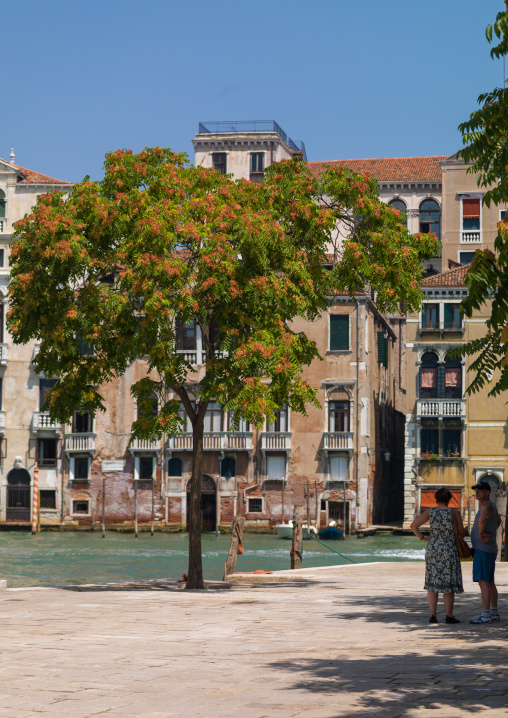 Square with a big tree, Veneto Region, Venice, Italy