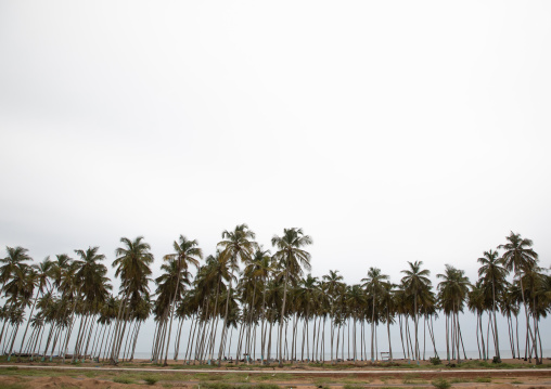Palm trees along the coastline, Sud-Comoé, Grand-Bassam, Ivory Coast