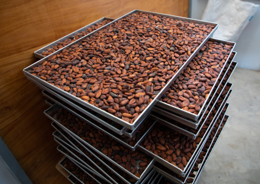 Dried cocoa beans in a factory, Sud-Comoé, Grand-Bassam, Ivory Coast