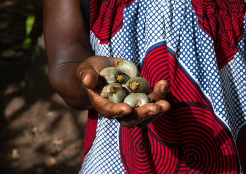 African woman with fresh karite in her hand, Savanes district, Shienlow, Ivory Coast