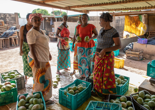 Mangos cooperative, Savanes district, Boundiali, Ivory Coast